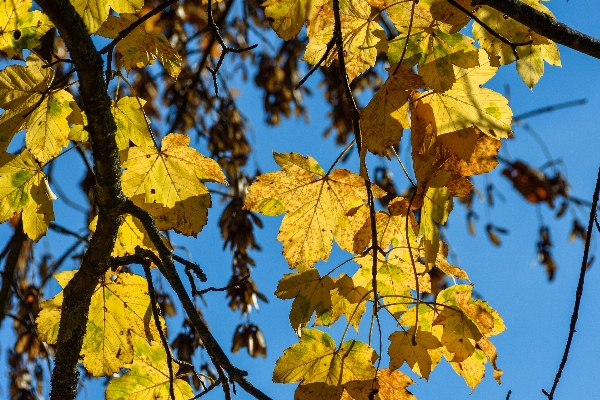 Tree branch plant sky Photo