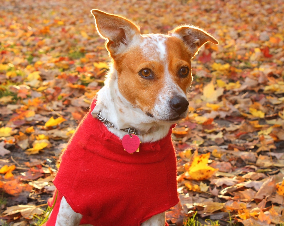 Puppy dog waiting red