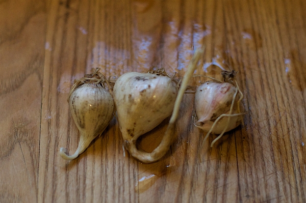 Plant wood flower food Photo