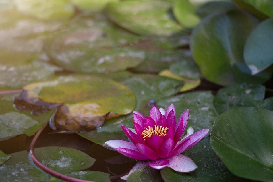 Water nature blossom plant