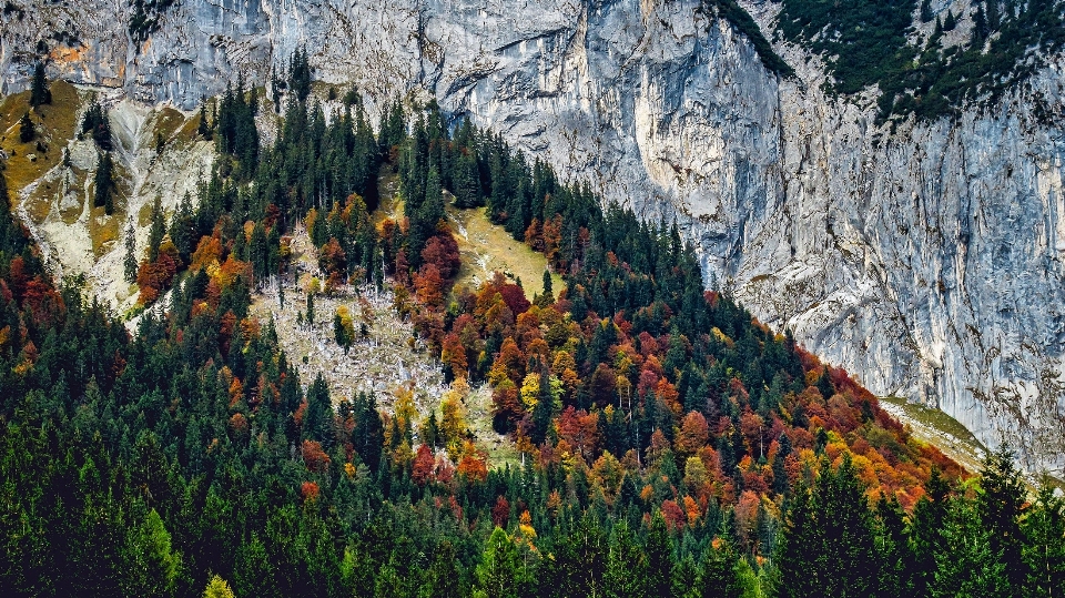 Paesaggio albero natura foresta