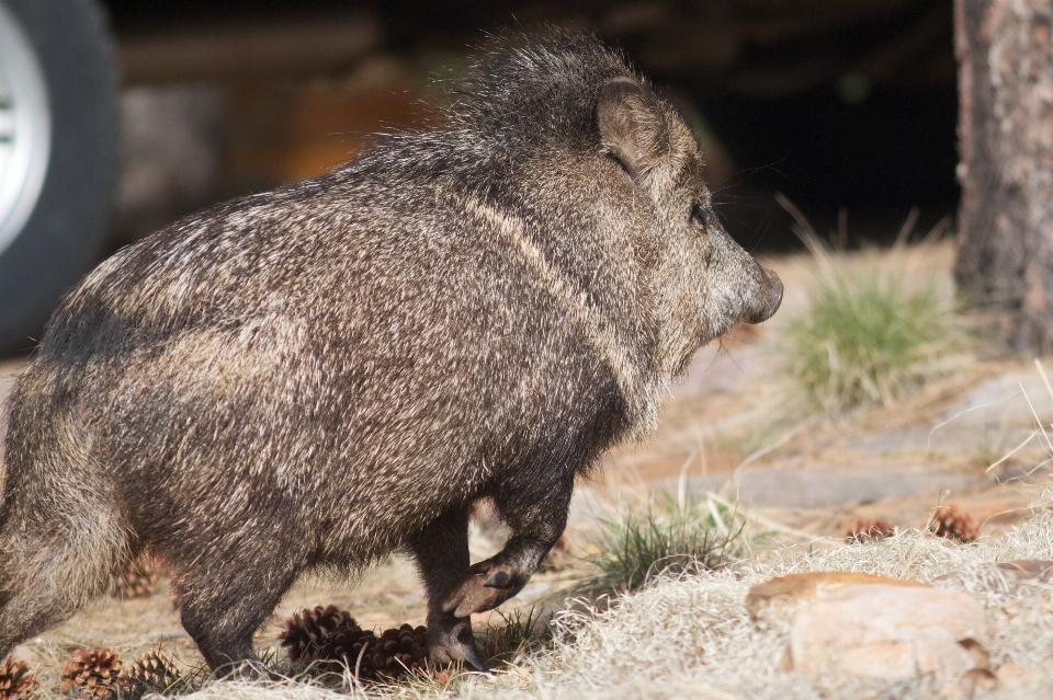 Wildlife mammal fauna vertebrate