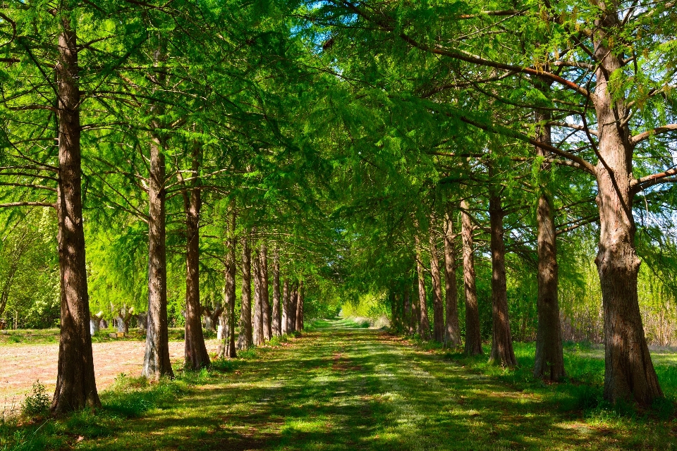 Paesaggio albero natura foresta