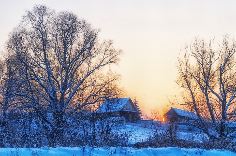 Paysage arbre nature bifurquer