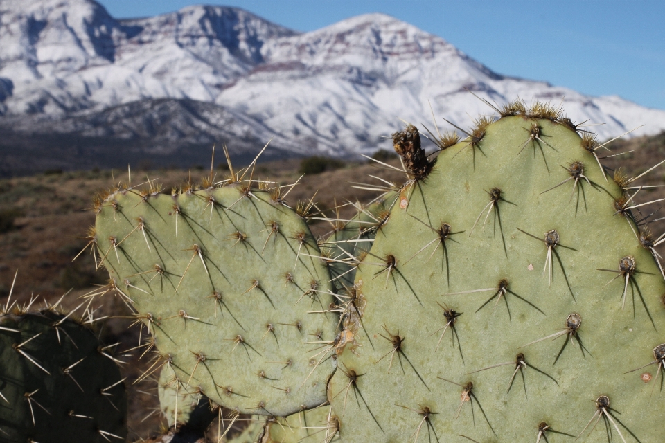 Cactus
 pianta fiore produrre