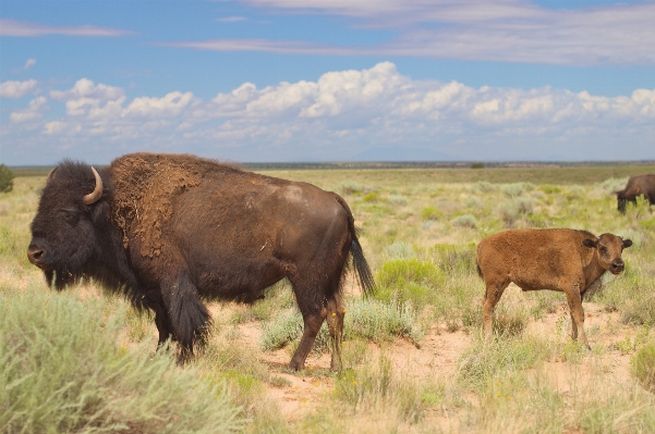 Field meadow prairie wildlife Photo