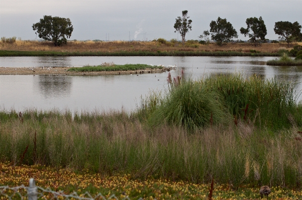 Landscape tree water nature Photo