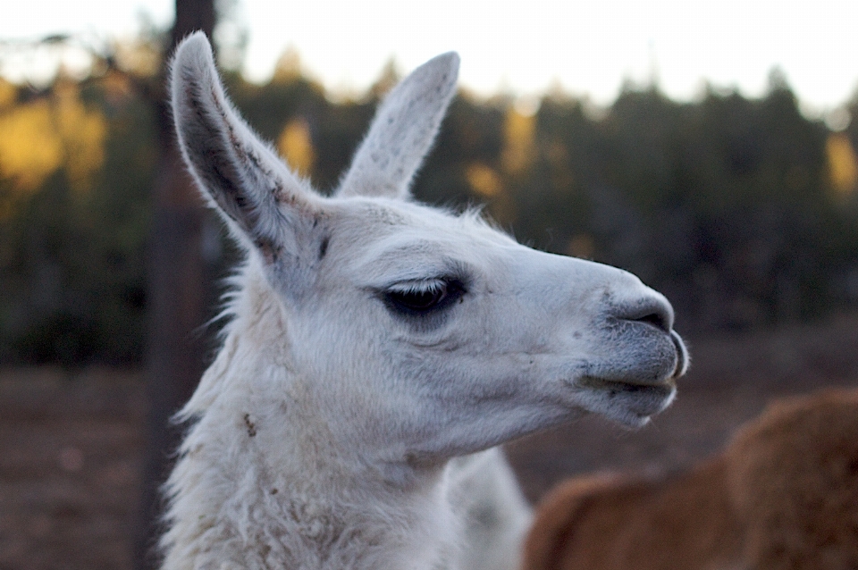 Tierwelt säugetier fauna lama