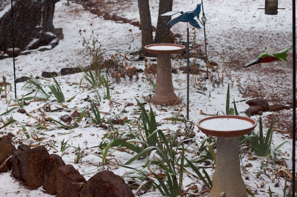 Foto árbol nieve invierno hoja