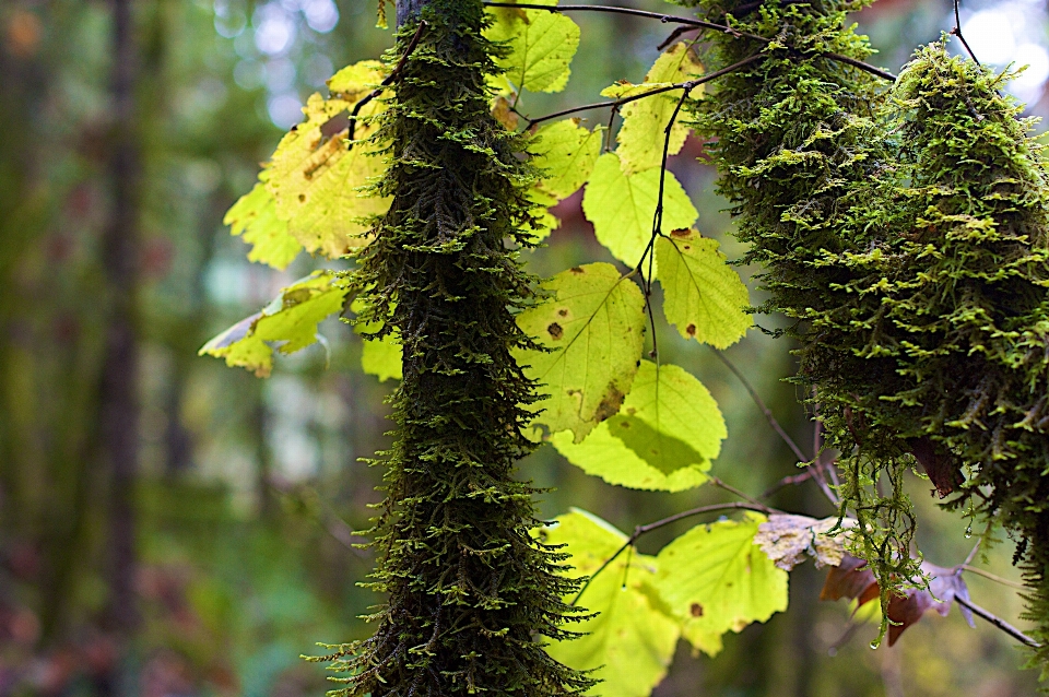 Tree forest branch plant