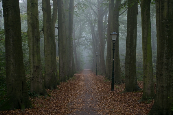 Tree nature forest path Photo