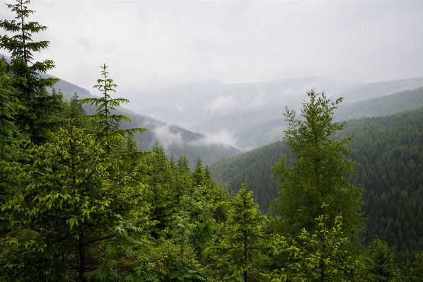 Landscape tree water nature Photo