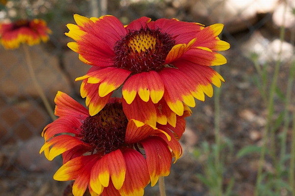 植物 花 花弁 秋 写真