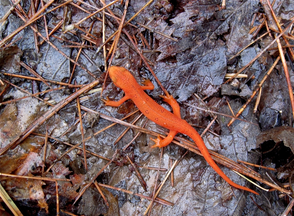 Bifurquer feuille faune automne