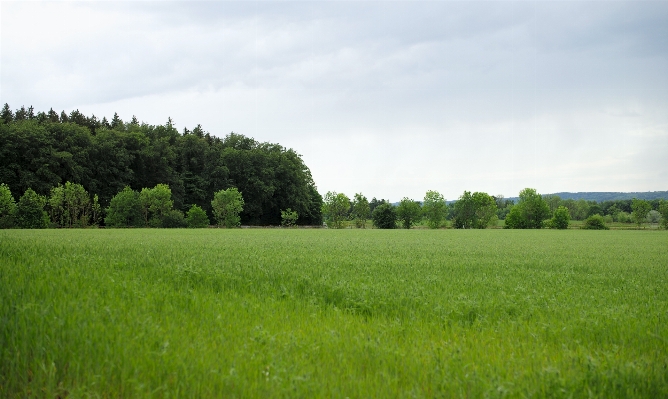 Landscape tree nature forest Photo