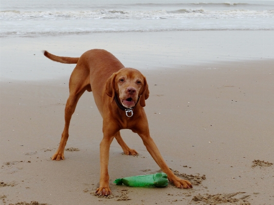 Beach dog mammal holland Photo