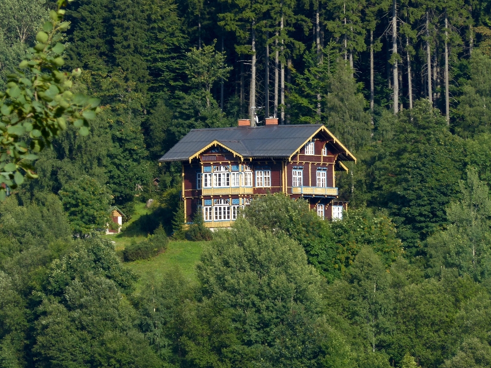 Baum wald wildnis
 berg