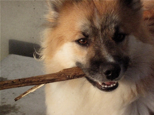 Dog mammal iceland vertebrate Photo