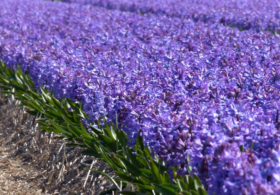 Anlage blume lavendel wildblume
