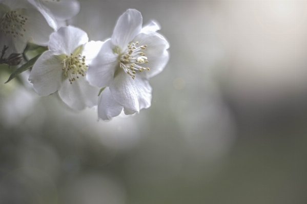 Nature branch blossom light Photo