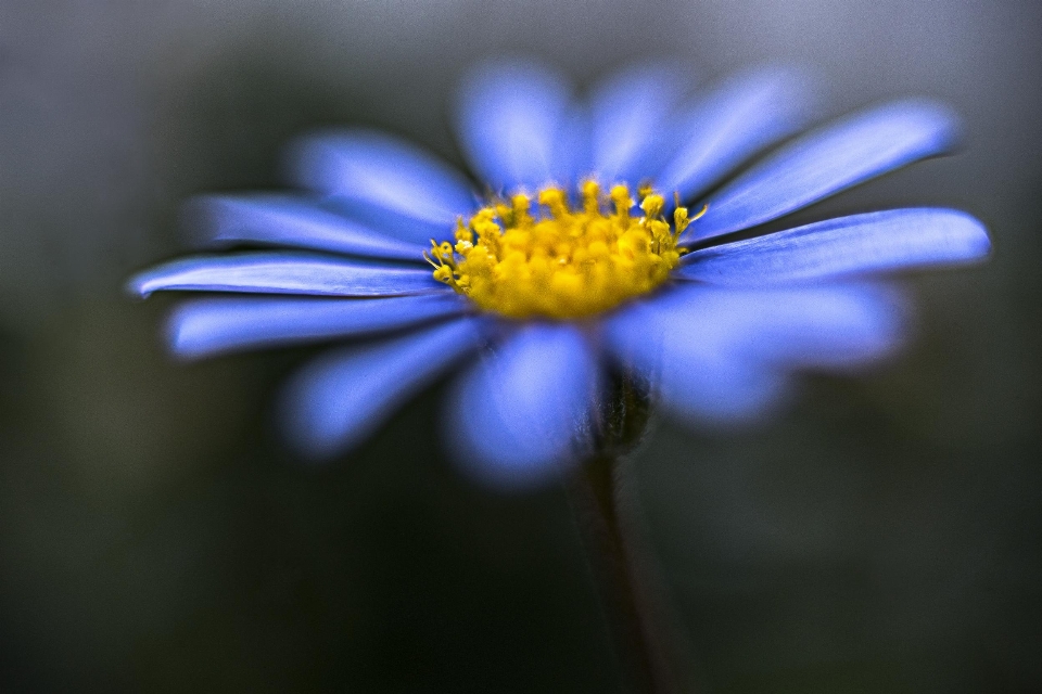 Natur blüte anlage fotografie