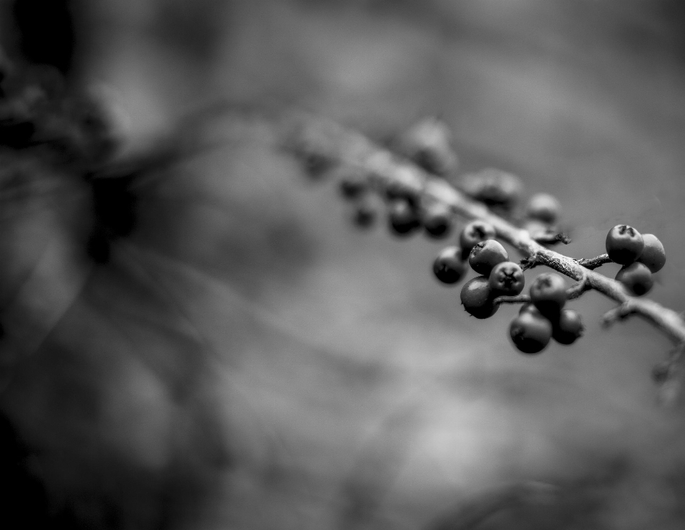 Natur zweig schwarz und weiß
 anlage