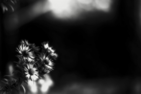 Blossom light bokeh black and white Photo