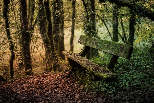 Landscape tree nature forest Photo