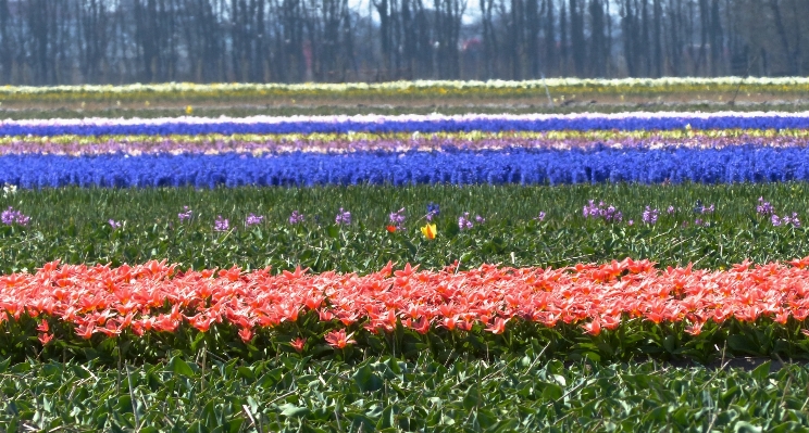 Foto Tanaman bidang padang rumput
 bunga