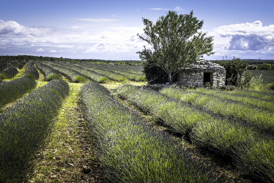 Landschaft baum natur gras