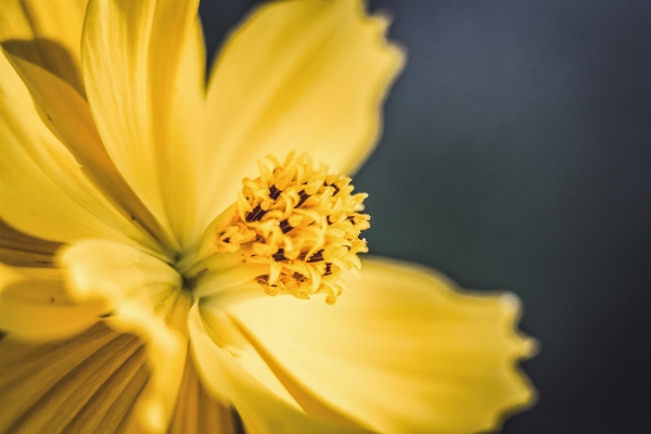 Nature blossom light plant Photo