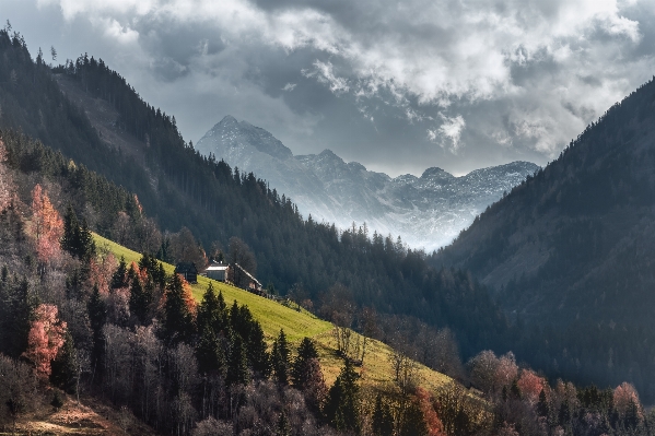 Landscape tree nature forest Photo