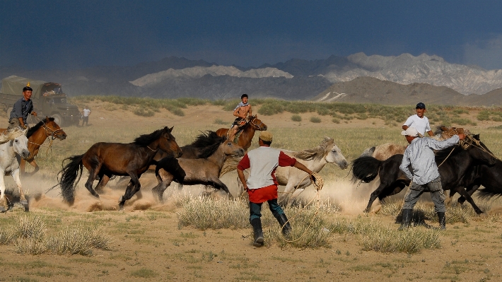 Landscape outdoor herd ranch Photo