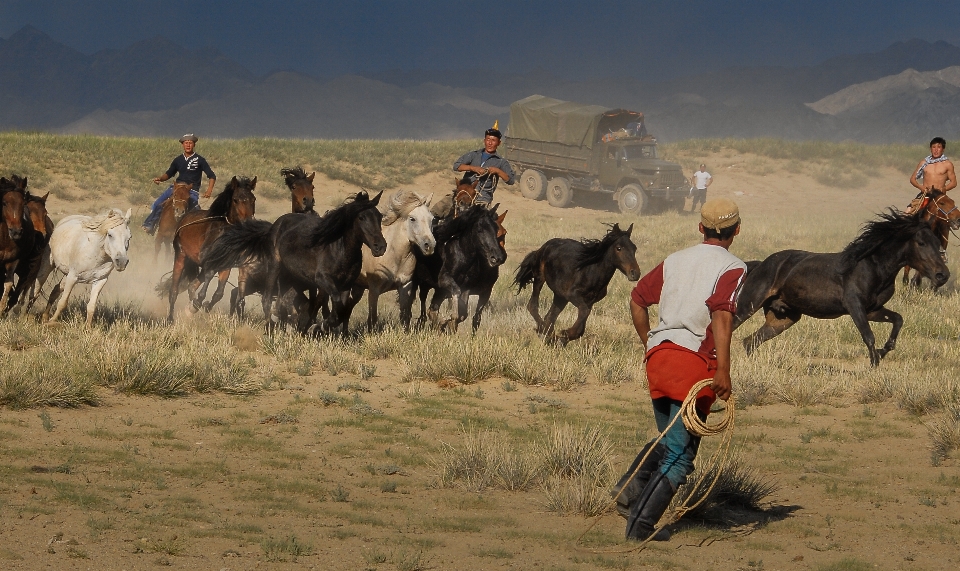 Outdoor herd horse stallion