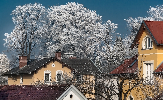 Foto Albero all'aperto nevicare inverno