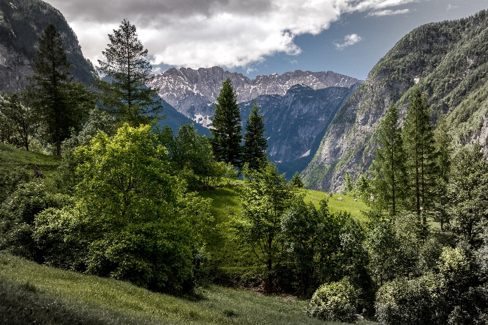 Paesaggio albero natura foresta