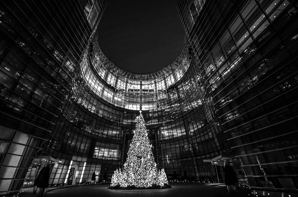 Baum licht schwarz und weiß
 die architektur