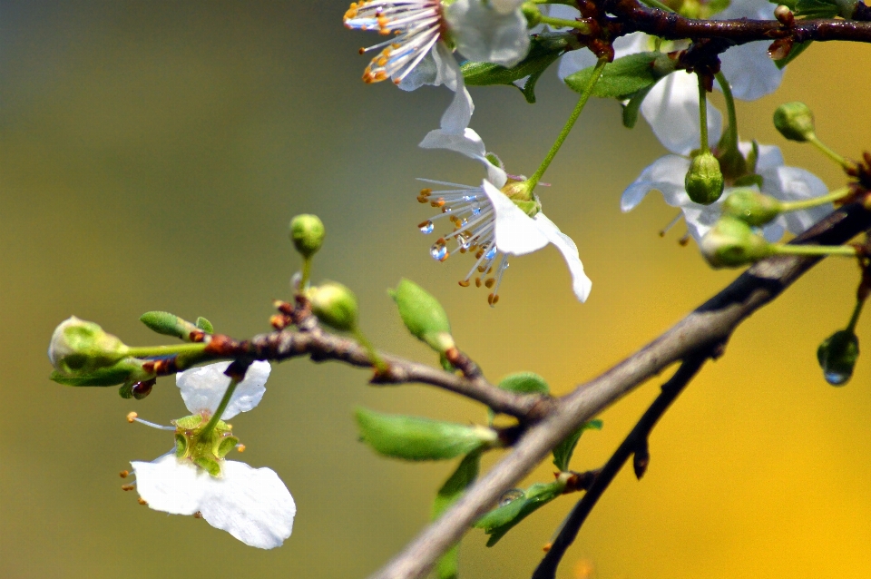 Baum natur zweig blüte