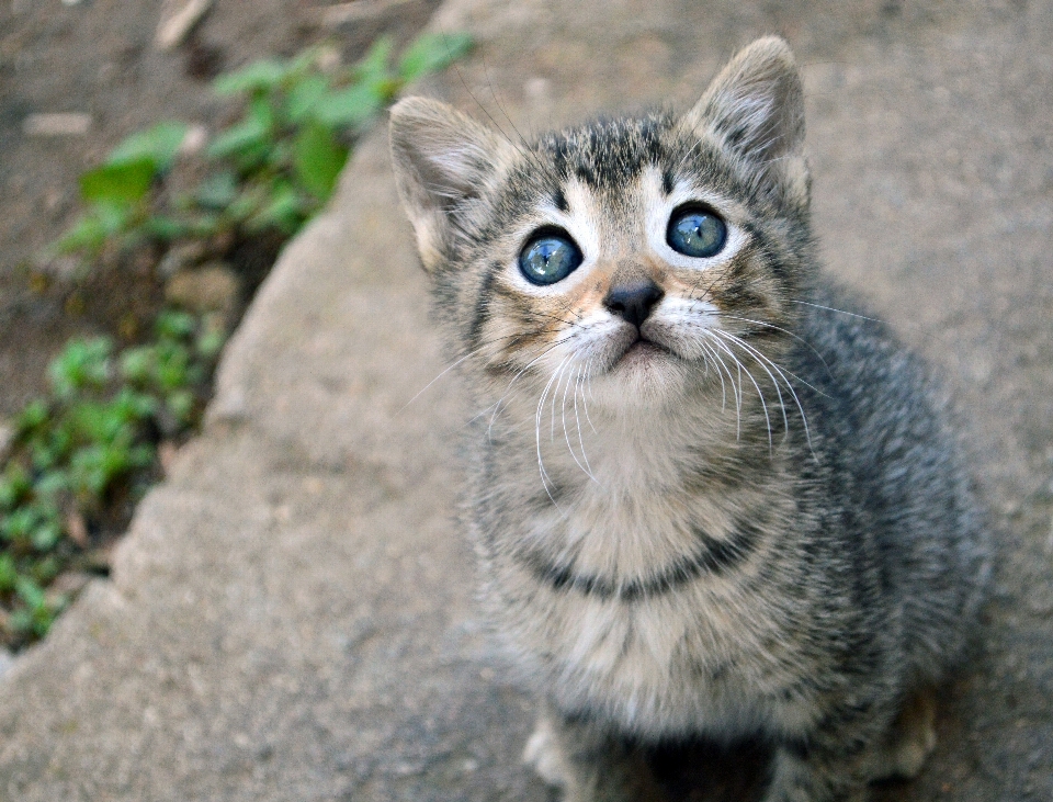 Cute pet kitten cat