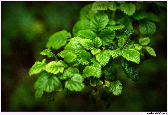 Natur zweig anlage blatt Foto