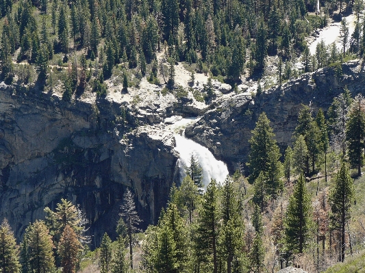 Tree forest wilderness walking Photo