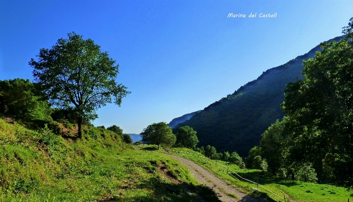 Landscape tree nature forest Photo