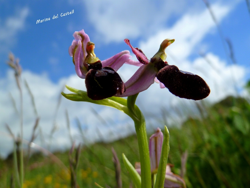 Naturaleza florecer planta prado
