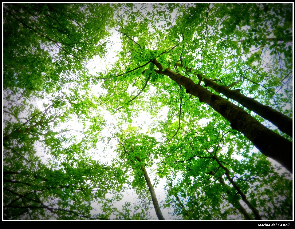 árbol naturaleza bosque rama