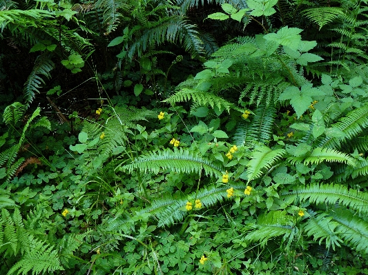 Forest plant leaf flower Photo