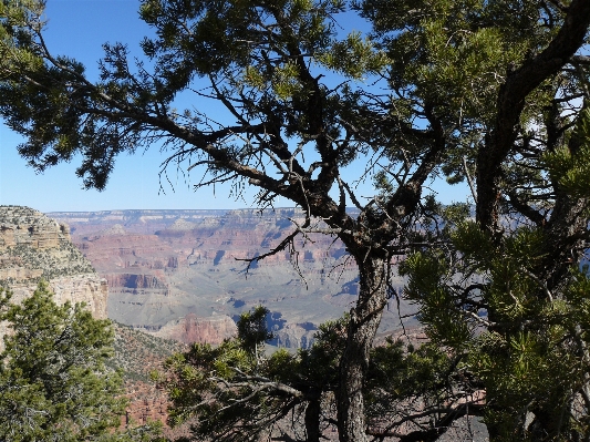 Landscape tree rock wilderness Photo