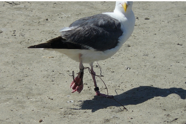 Foto Burung sayap laut
 margasatwa