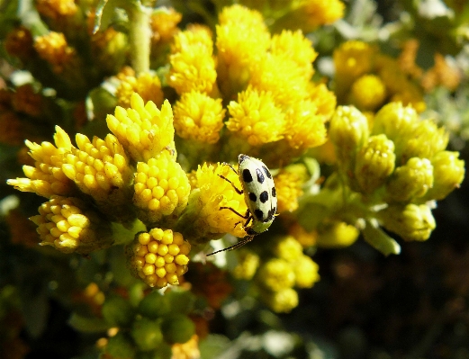 Nature blossom plant flower Photo