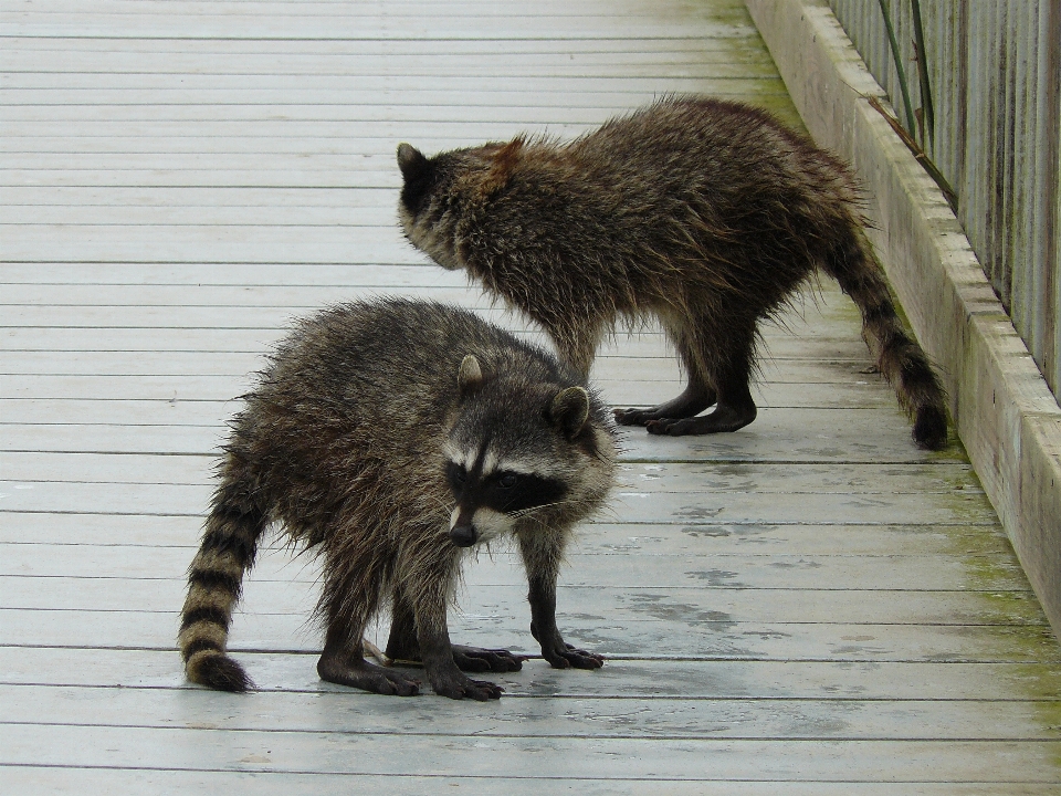 自然 野生動物 哺乳類 fauna