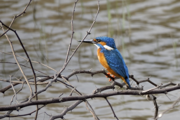 Nature branch bird wildlife Photo